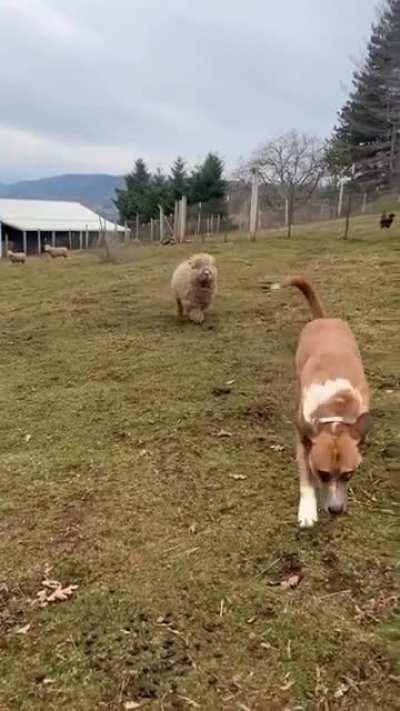 This is a Disney movie classic in the making 😍