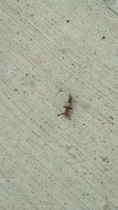 What is this cute little bug?