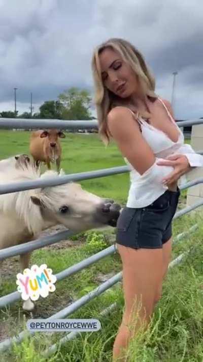Lucky pony