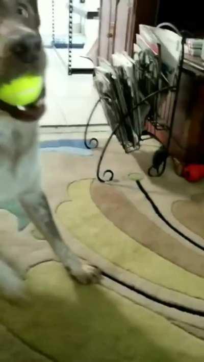 It’s flamenco time!!!