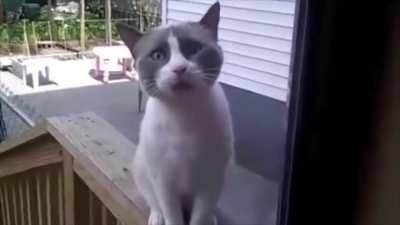 Кот нормального исполнителя классики