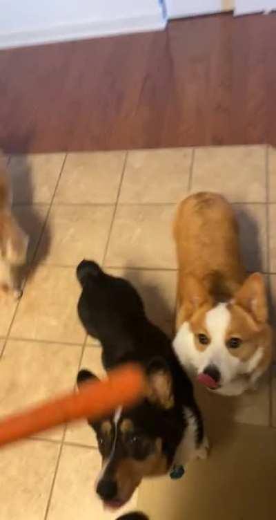 Snack time! We do whole carrots instead of bones/antlers