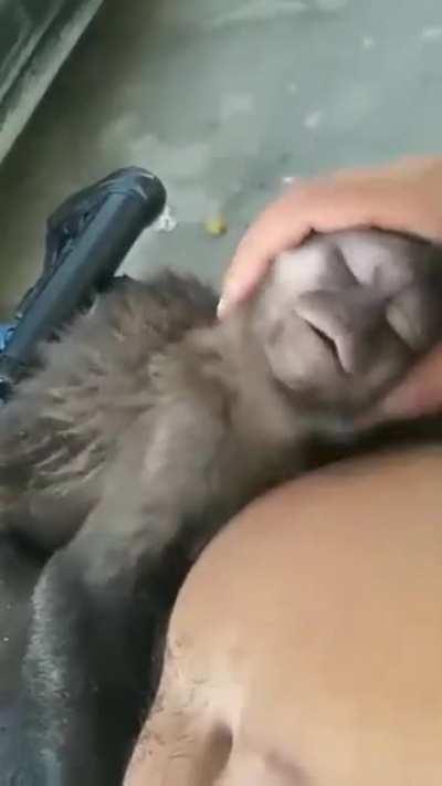 Shh o macaco está a mimir não faça barulho
