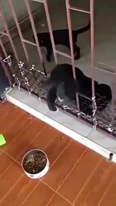 A real friend is one who walks in when the rest of the world walks out. Kitty helps her little friend to come out