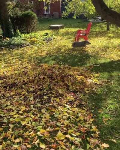 Playing in the leaves