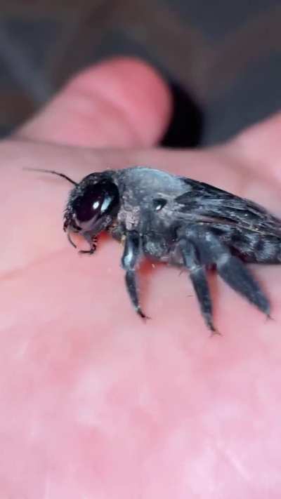 Carpenter bee dying?