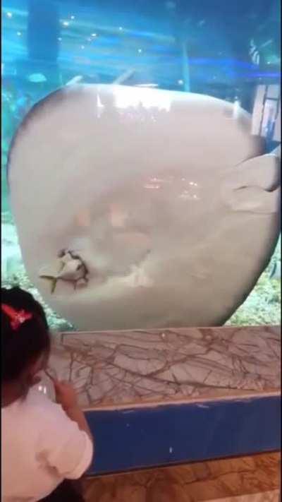 Guess I'm a lollypop now