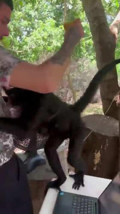 I was afraid but monkey...