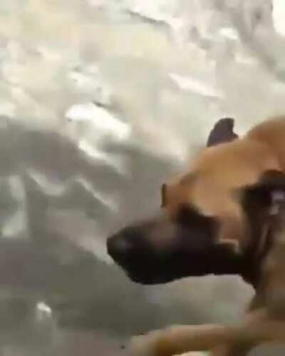 Tem o cachorro rebaixado,agora tem o levantado