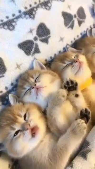 Illegally smol sleepover