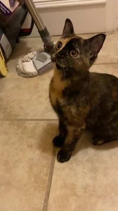 MOM THERES A FLYYYYY!!!!