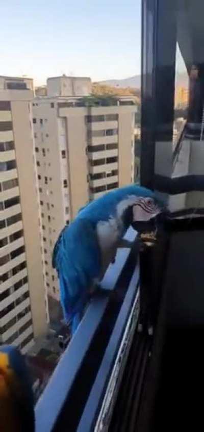 Blue-and-yellow macaws can be found throughout the forests and savannas of Venezuela, Brazil, Peru, Ecuador, Bolivia, Colombia, Paraguay as well as parts of Central America. They are known to live to 70 years old. These macaws are enjoying bananas at a hi