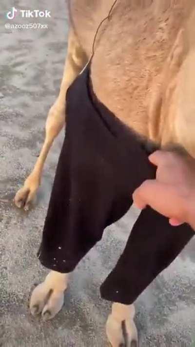 Cuando por fin llega el camello pero no es el que esperabas..