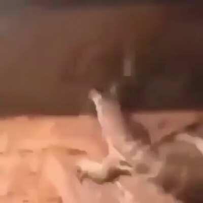 Y’all like gay rats????