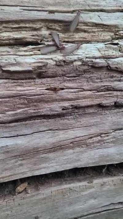 Came across, what I believe to be, a shit ton of virgin queens headed out on their nuptial flights.