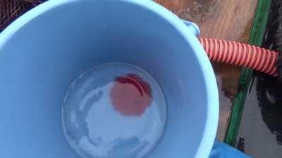 Fishers caught something strange