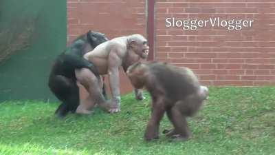 При любом кипише самка кастит защиту на яйца альфы