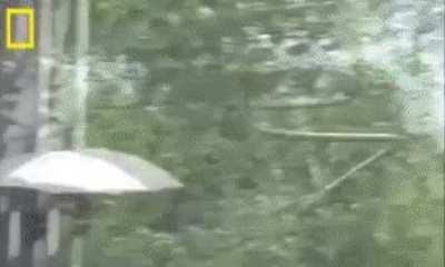 The chrysopelea, or flying snake, can glide as many as 100 meters through the air