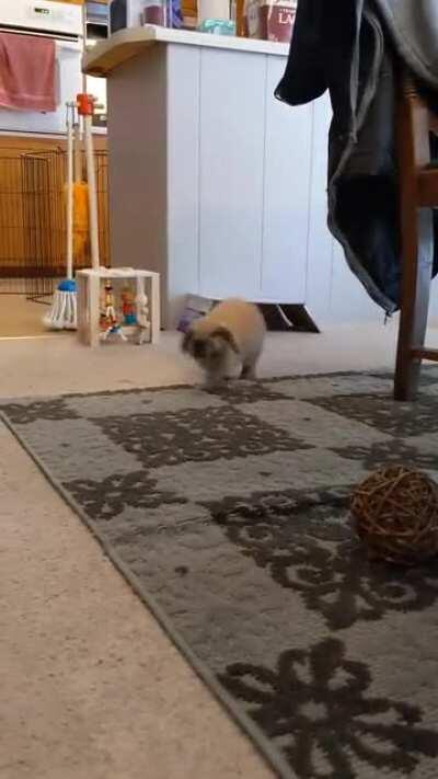 Baby rabbit, baby binky