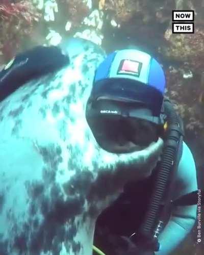 This diver caught an adorable moment on video when a wild grey seal swam up and hugged him underwater. Ben Burville says he has been scuba diving in that area of the North Sea for nearly 20 years, and has become very familiar with the local seals as a res