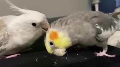 Tiel isn't very good at preening but practice makes perfect!