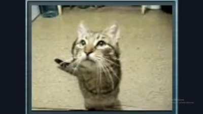 Hey Yub i know your working to accept cats so have this :D (Might get alot of reports lol)