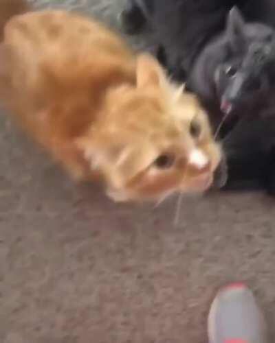 This is like coming home smelling like other person's perfome but in the world of cats