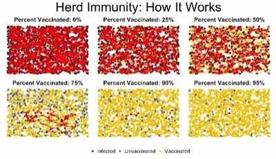 Herd immunity: how it works