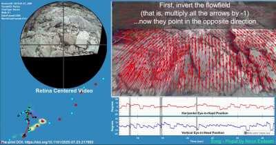 Retinal optic flow during natural locomotion [OC]