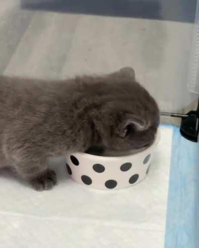 ❤ 😻 Just one more drink... 😻 ❤