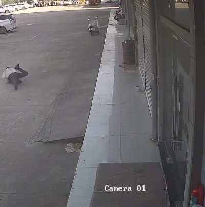 What could go wrong trying to scare a dog?