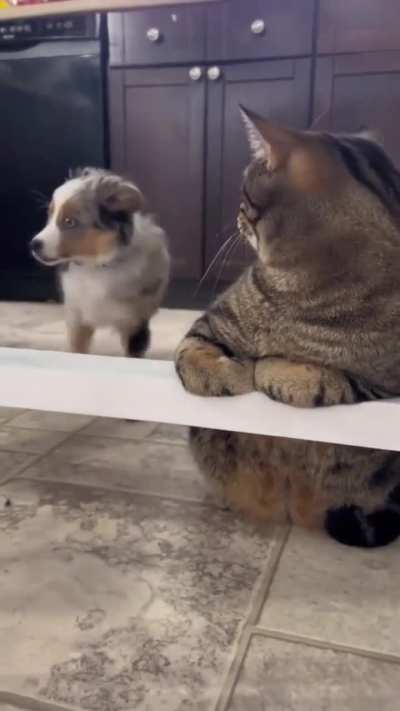 Cat meets Dog