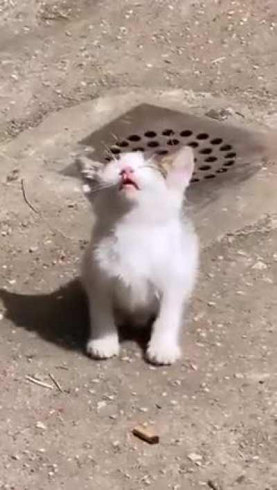 P H O T O S Y N T H E S I S