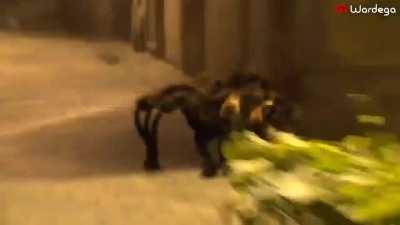 Someone bought this costume for their dog and let him loose