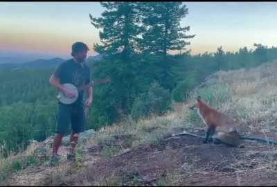 A serenade for his foxy friend