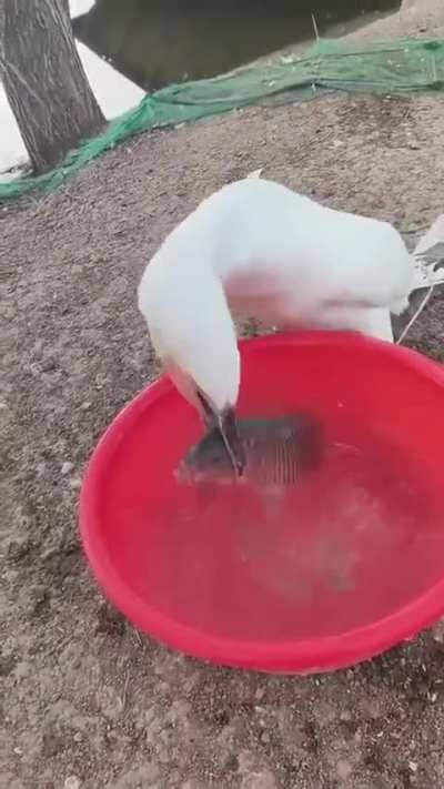 His gluttony makes me sick.