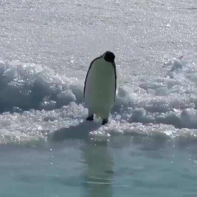 Penguin decides to off himself due to a rare form of depression