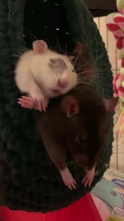 this made me giggle so i thought i’d share