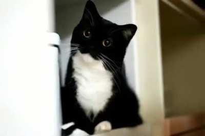 Since asmon didnt see the last cat video im just reposting with different music