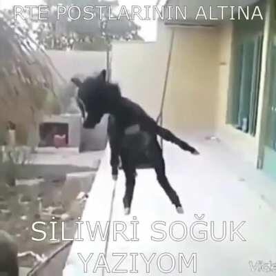Ulan bu orospu cocukları yüzünden ağzımızı açamıyoruz. Bunları bulup götten sikmek lazım