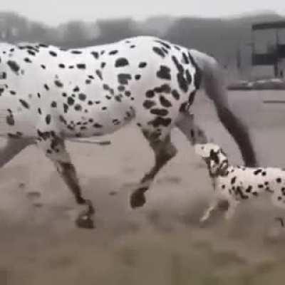 how did you get so big bro