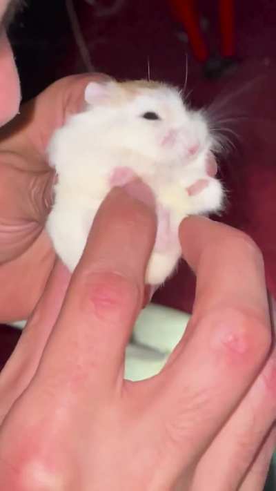 Say hello to miss Pearl