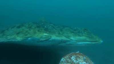 Huge halibut investigating a chum pot, Shelikof Strait (Halibut Highway), Northern Kodiak Island, 290lbs, 6ft 9in long.