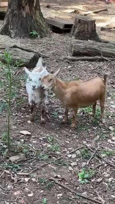 Affectionate Goats