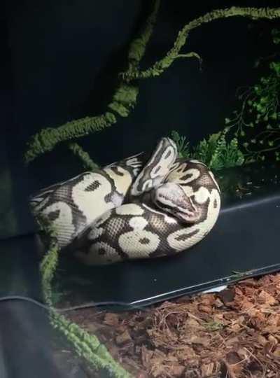 “i meant to do that”