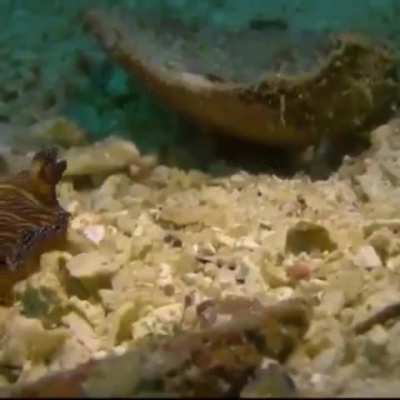 WEEEEEK 148 OF FLATWORM FRIDAY!!!!