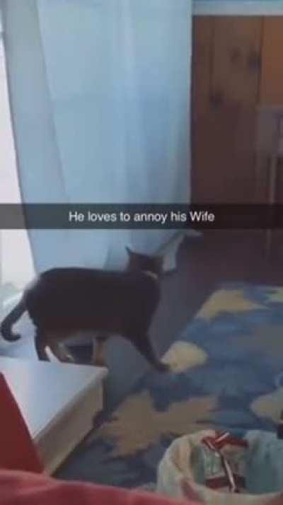 She blamed the curtain 😾😂