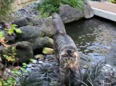 Fluffy Kitten Cuteness... [OC]