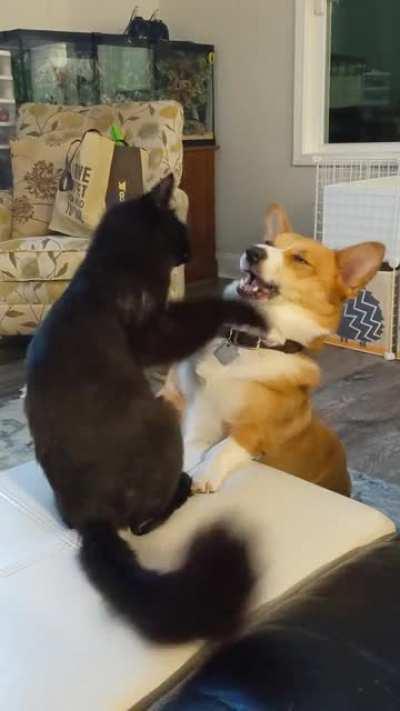 How Nova plays with her kitty brother