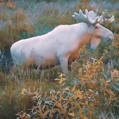 🔥 an albino moose